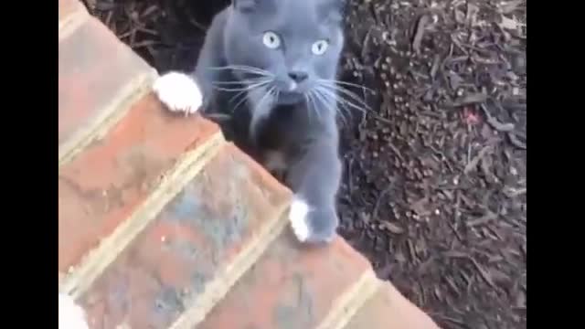 Funniest Cats 😹 - Don't try to hold back Laughter 😂 - Funny Cats Life