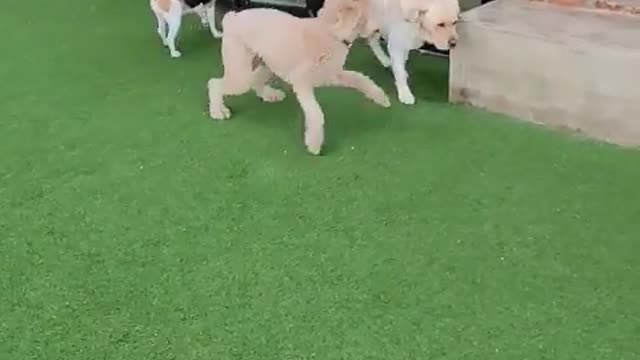 Big dog playful