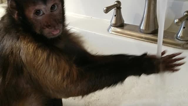 Capuchin monkey takes relaxing bath in the sink