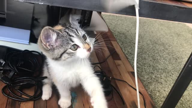 funny cat plays with plastic