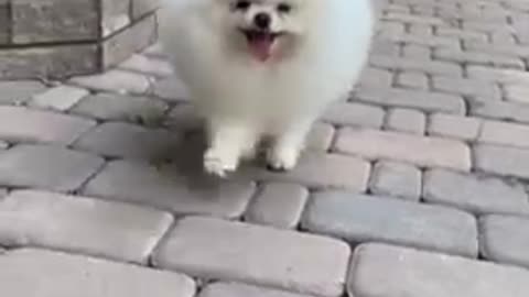 Cute funny Dog