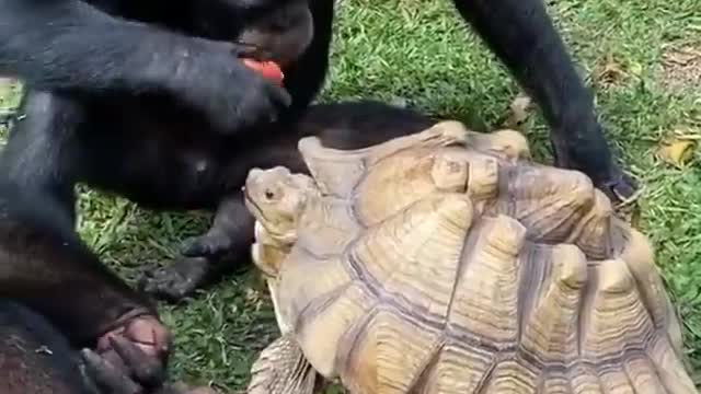 Gorilla shares his food with turtle!wonderfull