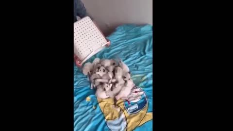 Baby Animals' Heart-Melting Compilation of Moments - Cutest Animals