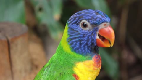 Colourful parrot cute smile video