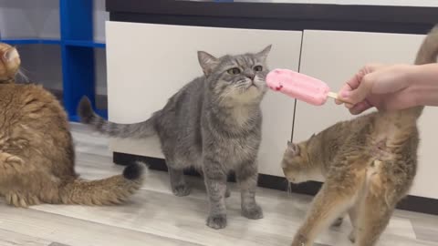 Kitten Vs Ice cream