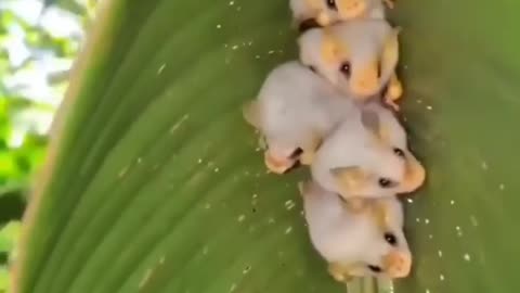 Have you ever seen a Honduran white bat before