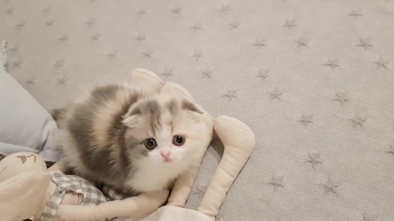 cute kitten videos short beautiful cat,,