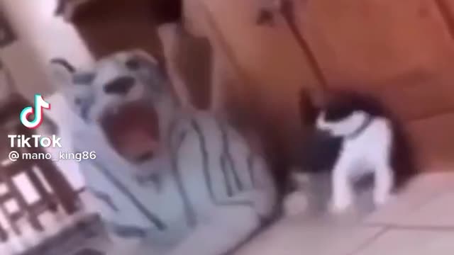 Funny cats at homes