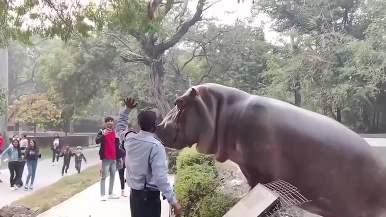 Cute Hippo