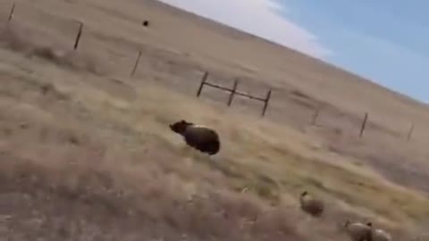 Protective Mama Bear Charges at Passing Car