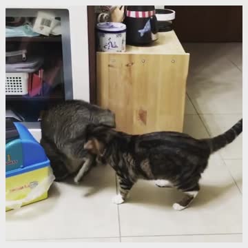 Cat best friends enjoy an adorable playtime session