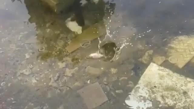 This is a beautiful and charming water-dwelling species