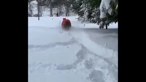 With snowfall these days even horses have their share of play