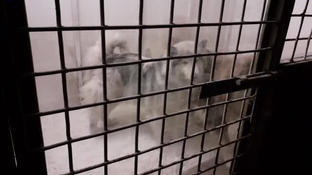 Dangerous dogs in cage