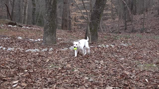 A Talented Dog Playing With A Ball Outdoors