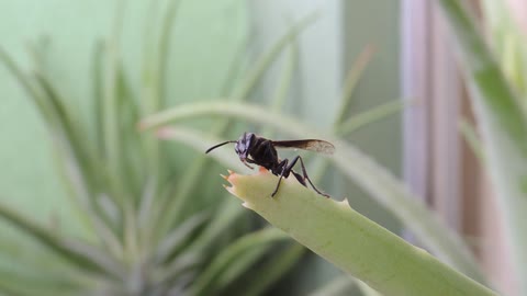 A bee makeup itself