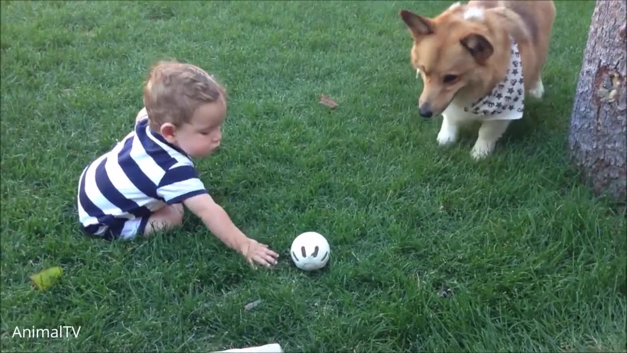 Corgi Are The Best - CUTEST Compilation_3