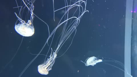 JELLYFISH