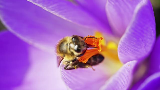 The beautiful flower bee!