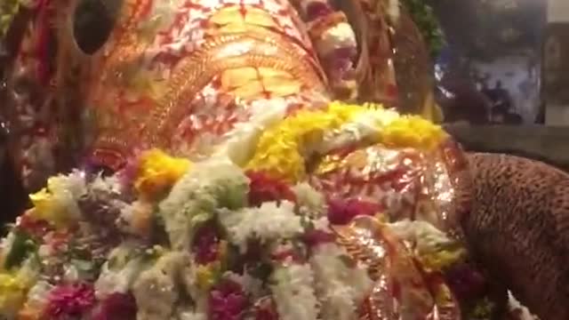 Elephant 🙏🙏❤️❤️🙏🙏