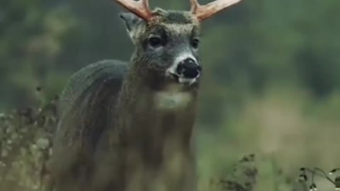 The handsome deer from a fairy tale