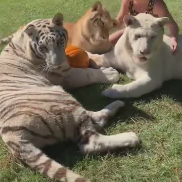 3 huge tigers playing ball