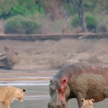 Young lion are no match Hippo