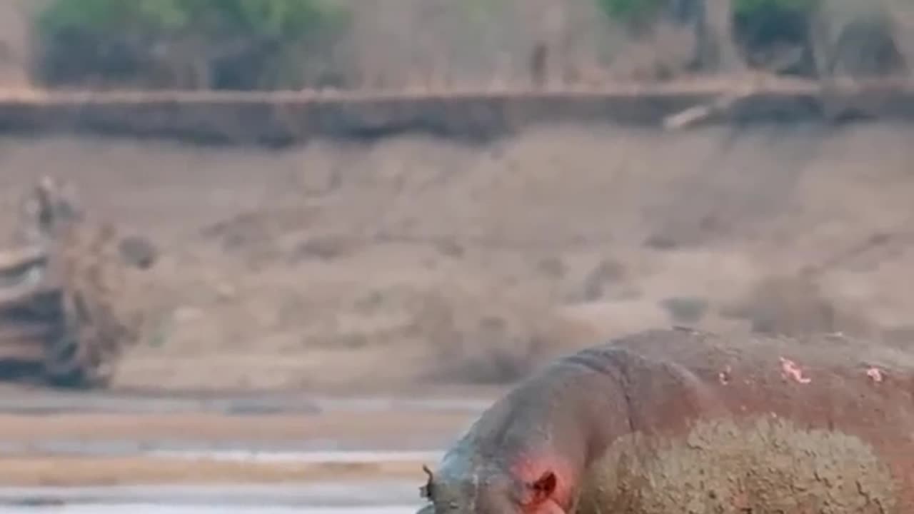 Young lion are no match Hippo