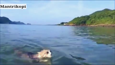 Very amazing cat swimming on the beach