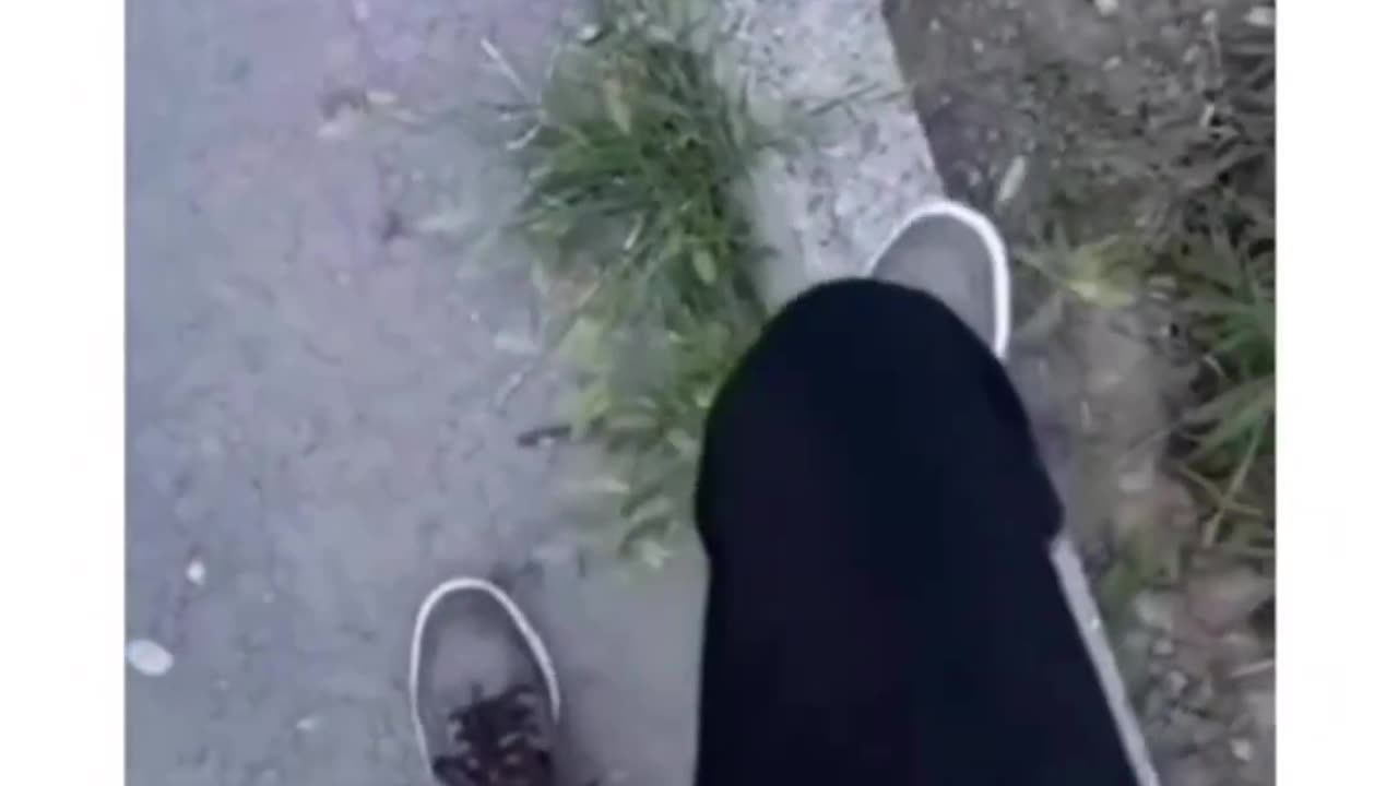 Funny animals video