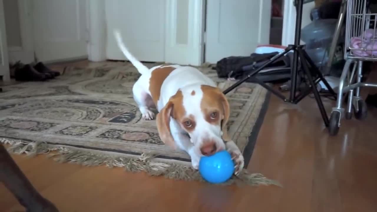 DOG Playing Balls