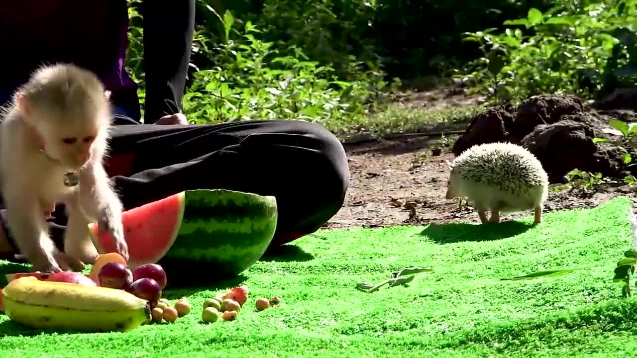 Monkey BoBo plays friendly with cute rabbit goat and hedgehog