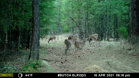 Eight Deer Grazing