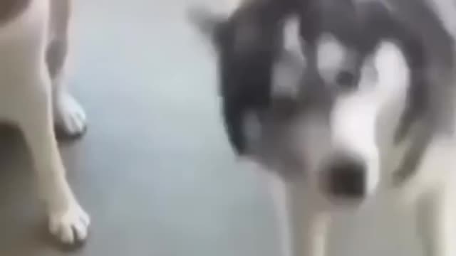 Try not to Laugh | Marvelous dancing dogs. Must watch!