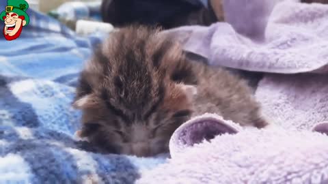 Cats compilation: try to stop laughing with funny cute cats