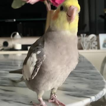 The cockatiel bird learns new moves and learns to eat