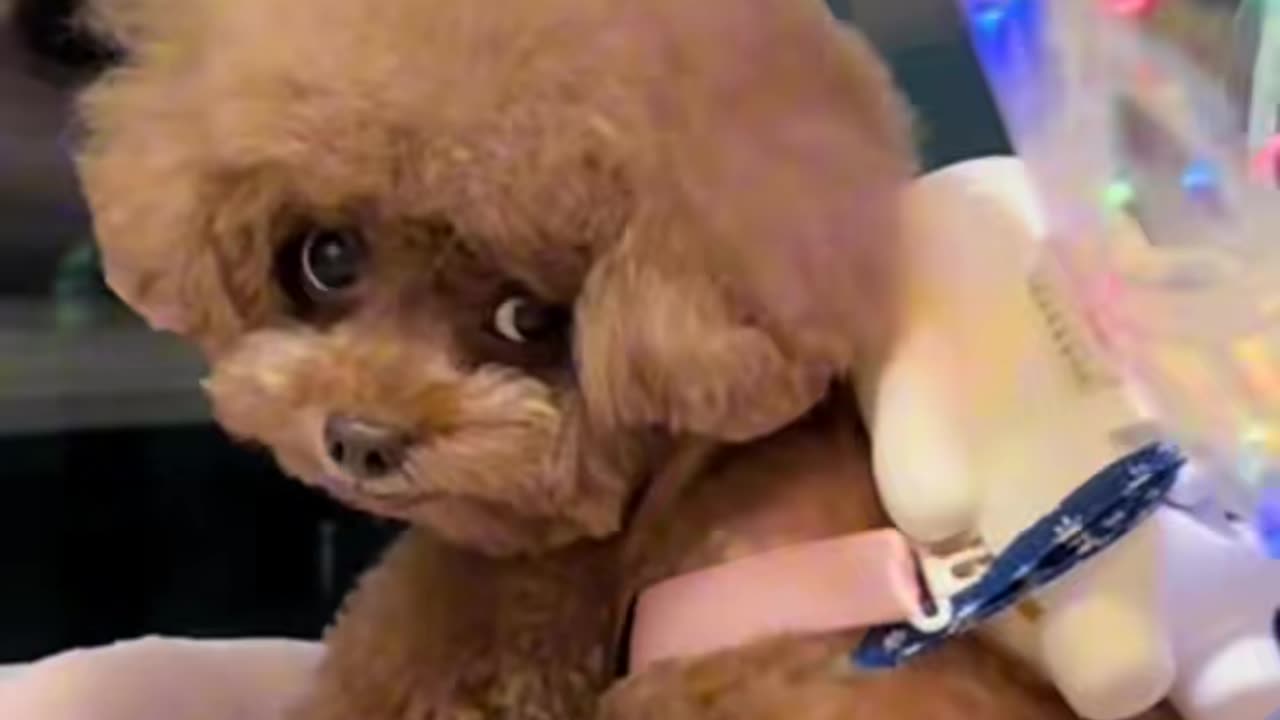 dog Angel#cute#dogs