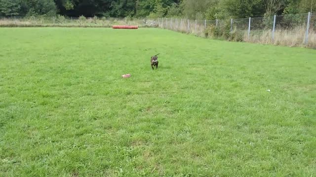 Brindle staffi