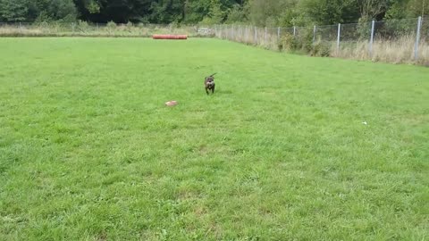 Brindle staffi