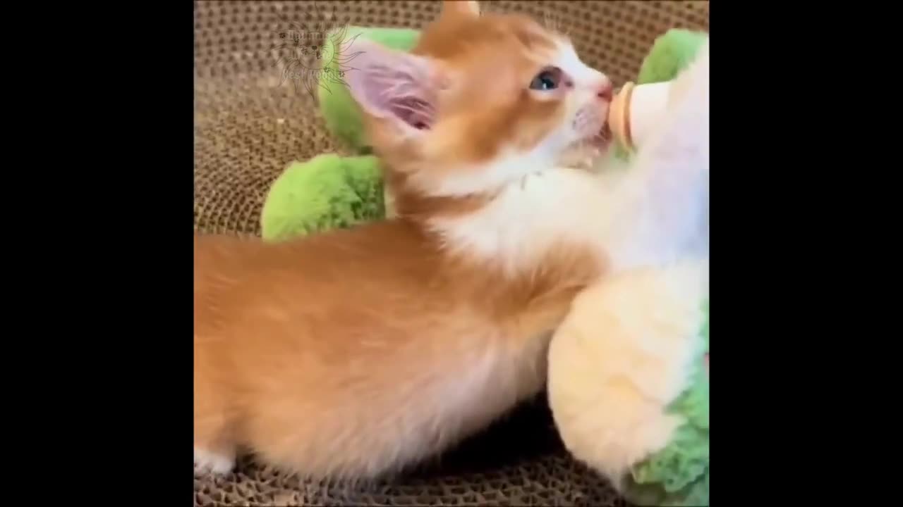 Funny Animal Videos - Cuttiest Animal Videos