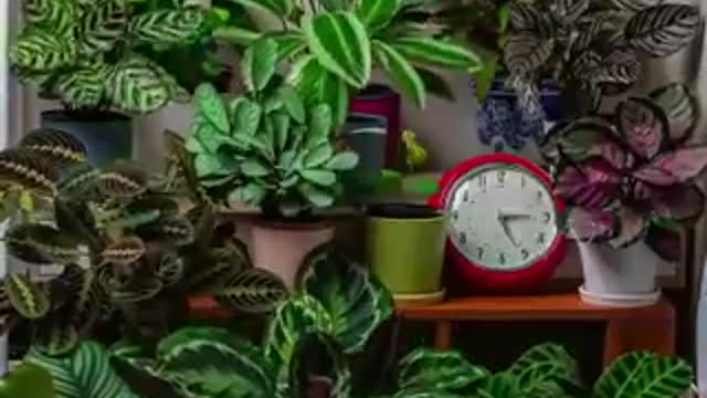 This is how plants move in a 24-hour period