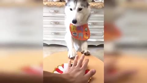 Animais engraçados kkk