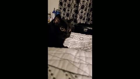 A beautiful black cat plays with the owner