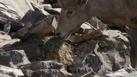 Rabbits protect their food