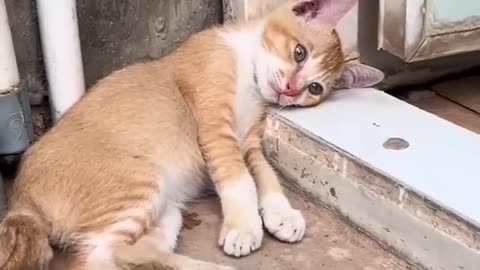 Cute Animals