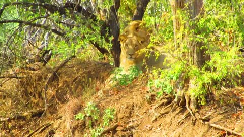 Lions in the riverbed