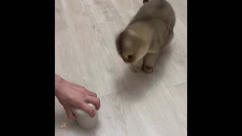 Cute 🐱