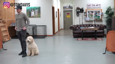 Train ANY dog to walk on the leash | TRAIN ANY DOG IN 5 MINS