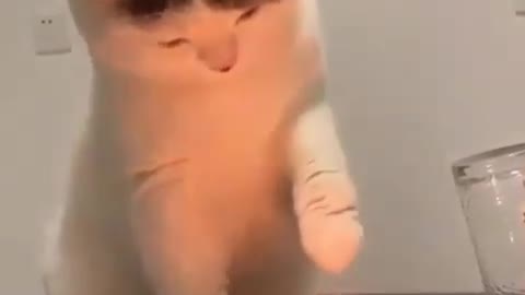 Cat first time experience with candle, not went good😂