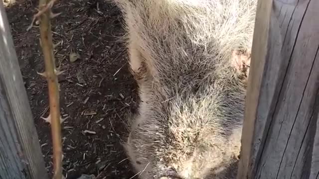 Big fat pig picks up apple behind fence and walks away